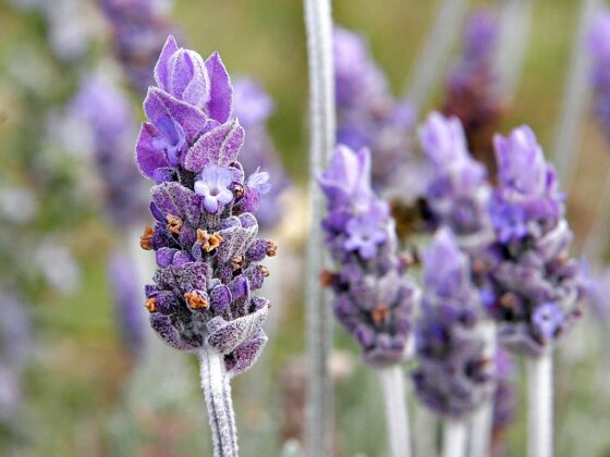 Cascade Lavender