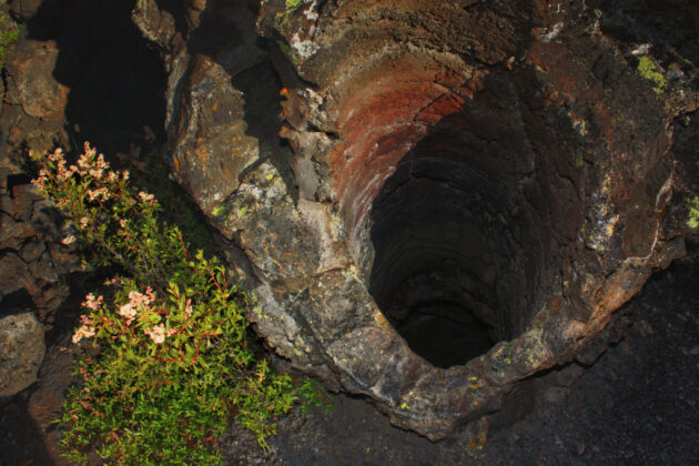 Lava Cast Forest