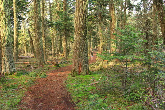 Mount Washington Wilderness