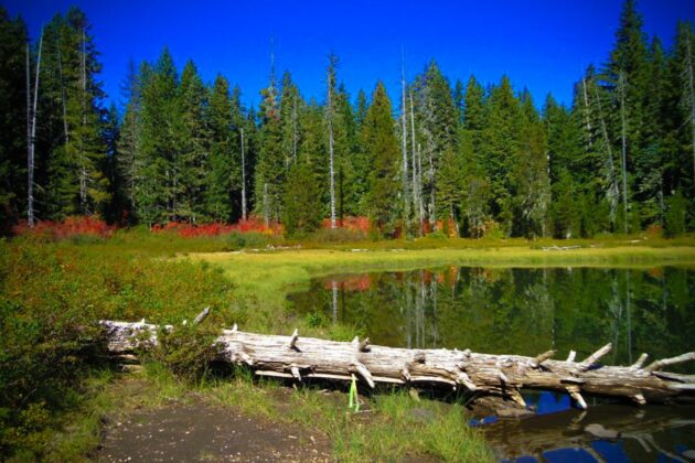 Willamette National Forest oregon centrale