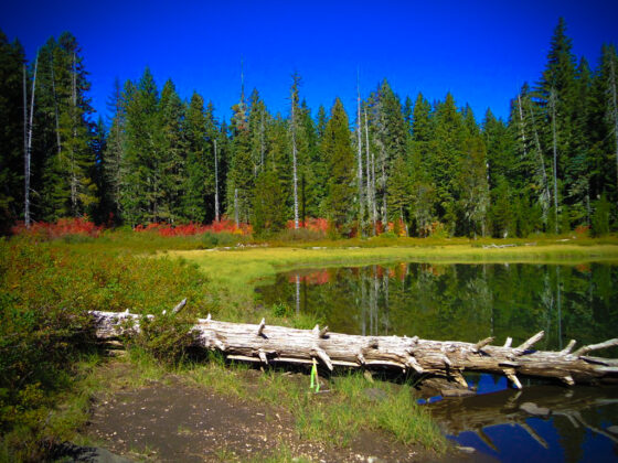 Willamette National Forest oregon centrale