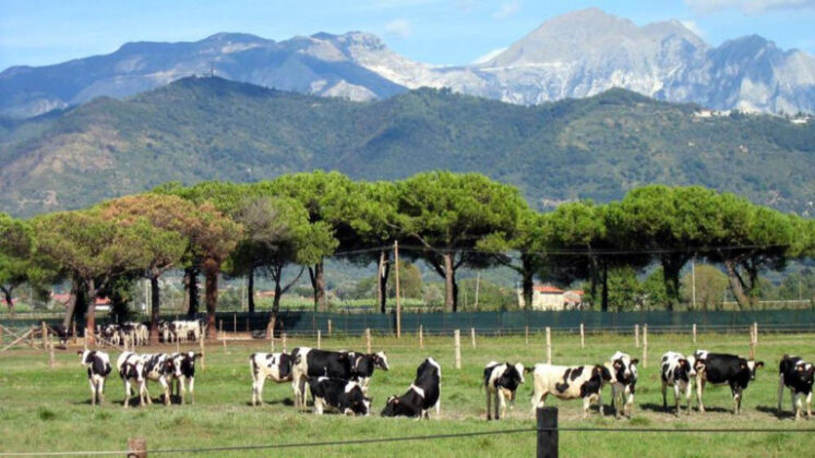 tenuta di marinella